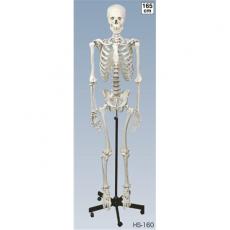 人体骨格模型 HS-160/KN3160137